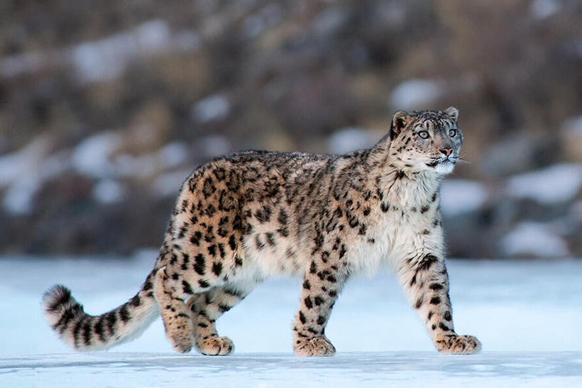 A veces ves leopardo de las nieves - Jot Down Cultural Magazine