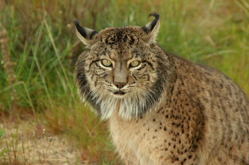 Iberian Lynx linces6