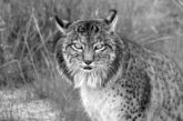 Iberian Lynx linces6bn