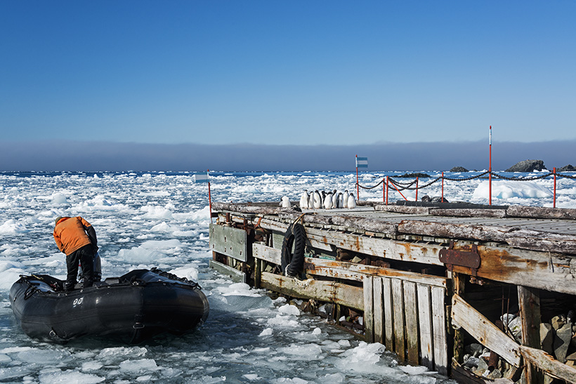 Varios pingüinos de Adelia en el muelle de Base Esperanza, Antártida, 2015. Fotografía: Getty.